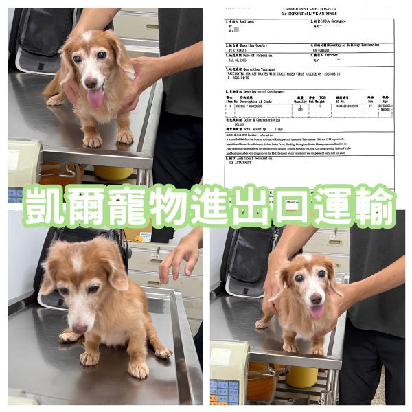 2025/07/02『中國』老婆婆臘腸長毛狗狗與主人一同移民中國~~~~